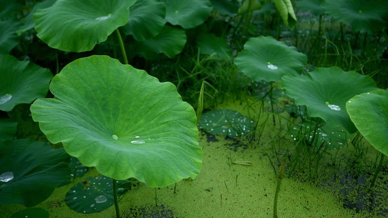 rainfall
